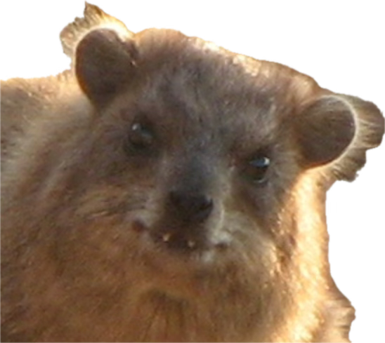 Say hi